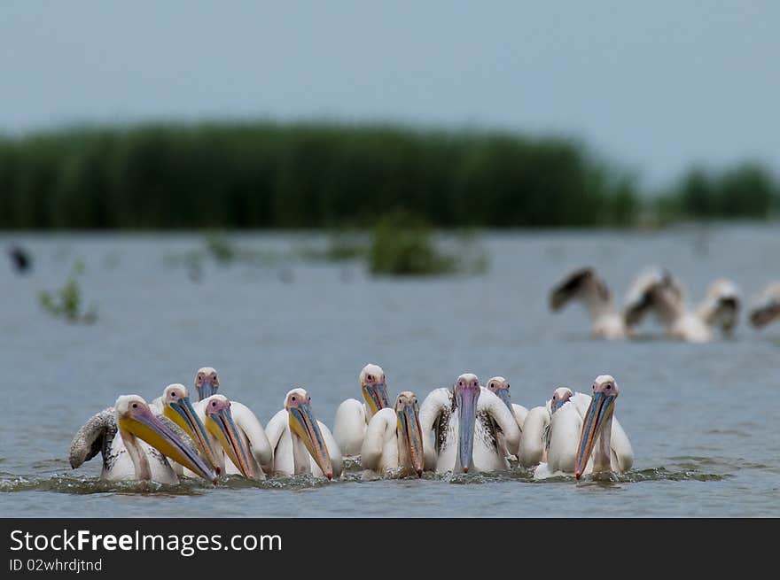 White Pelicans Flock fishing