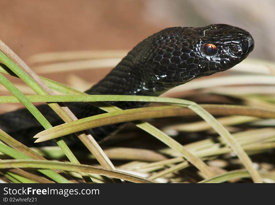 European Adder or Viper portrait