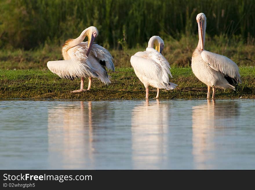 White Pelicans