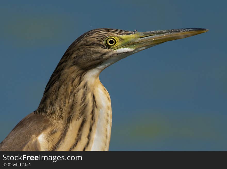 Silky or Squacco Heron