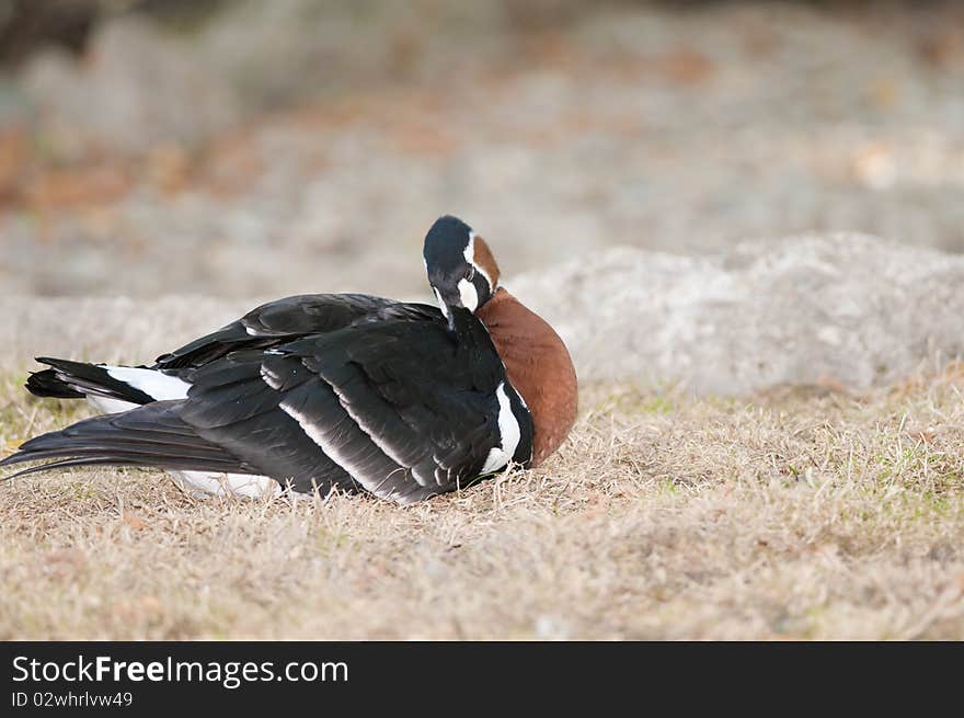 Red Breasted Goose on shore