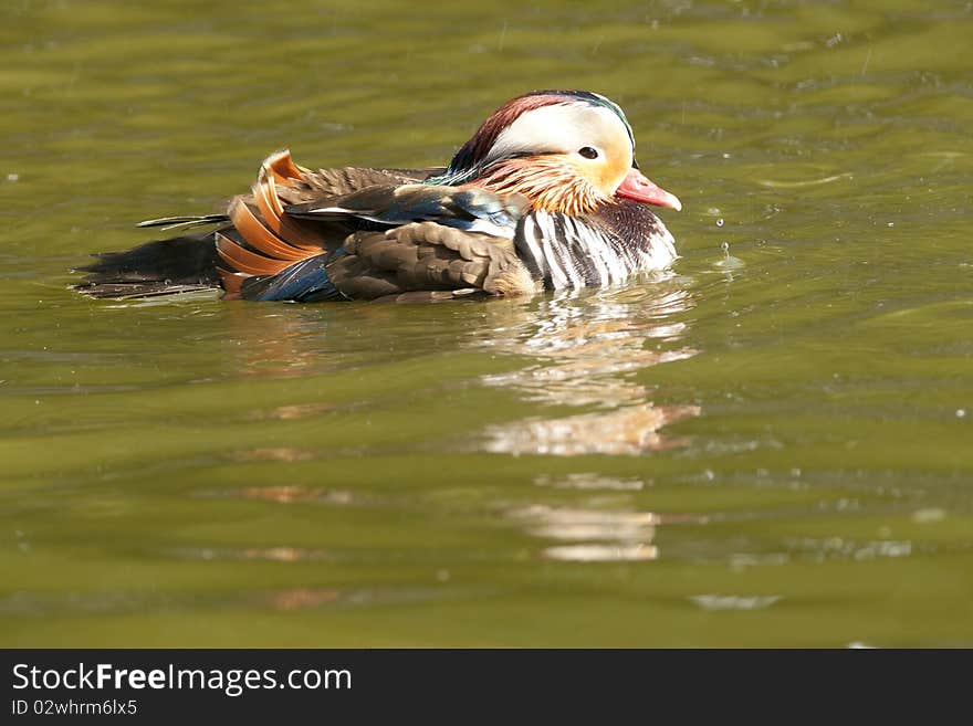 Mandarin Duck Drake on water