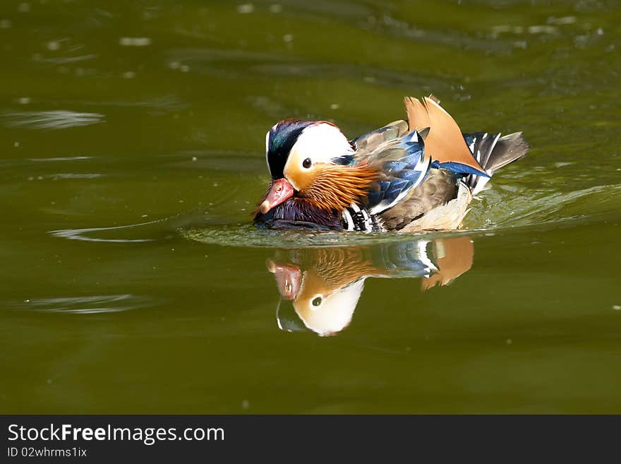 Mandarin Duck Drake on water
