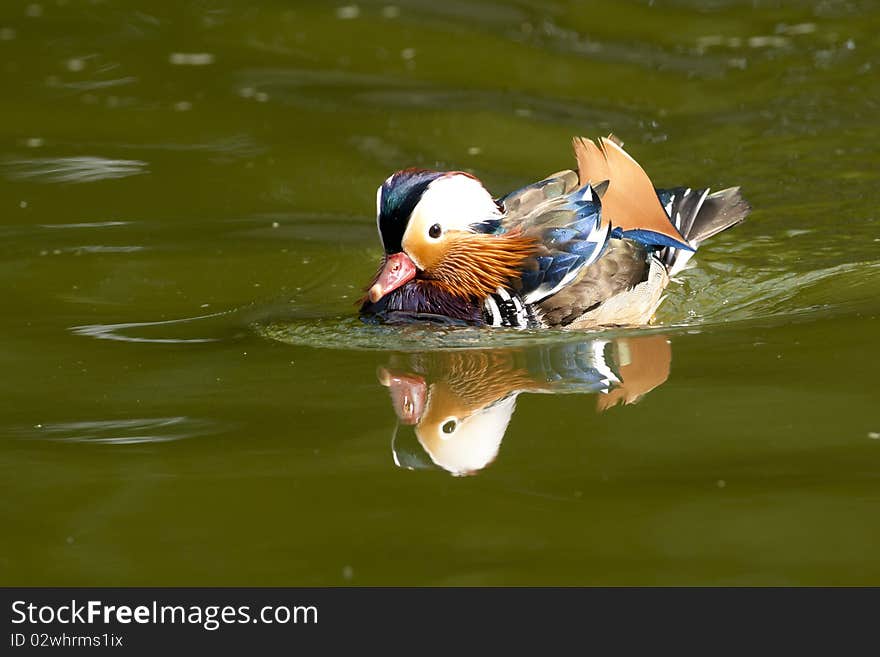 Mandarin Duck Drake