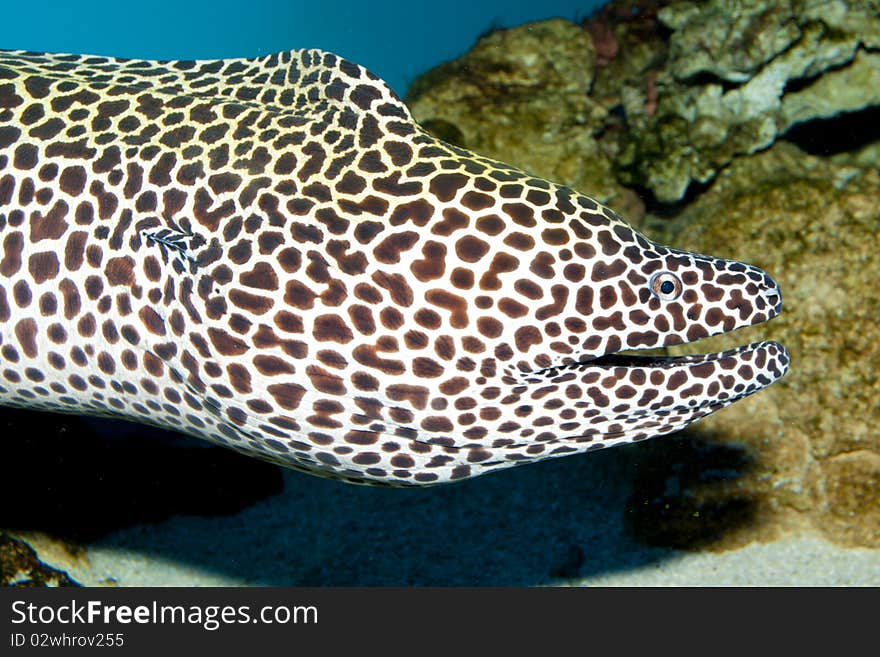 Tessalata Eel Portrait