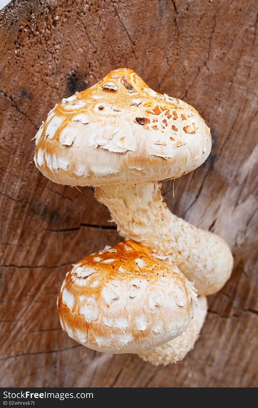 Brown mushroom grown on old tree on the beach