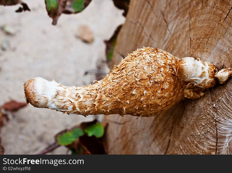 Brown mushroom grown on ald tree on the baech