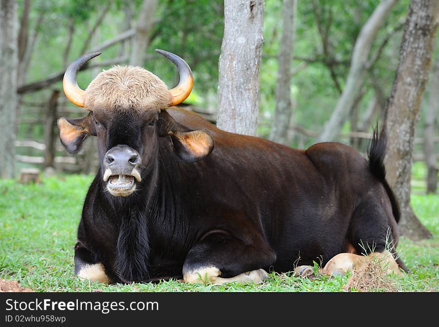 Thai gaur