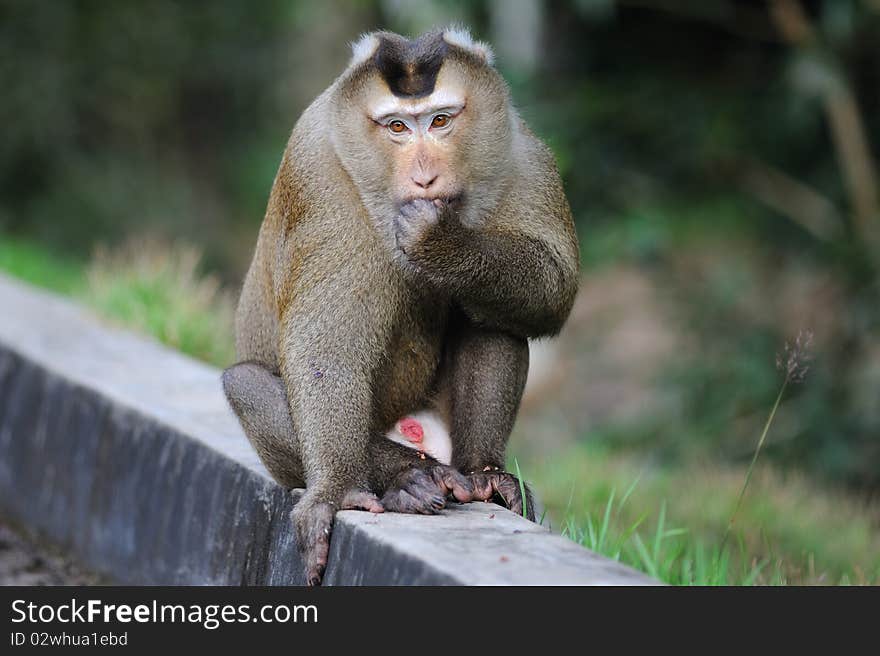 Monkey in khao yai national park.