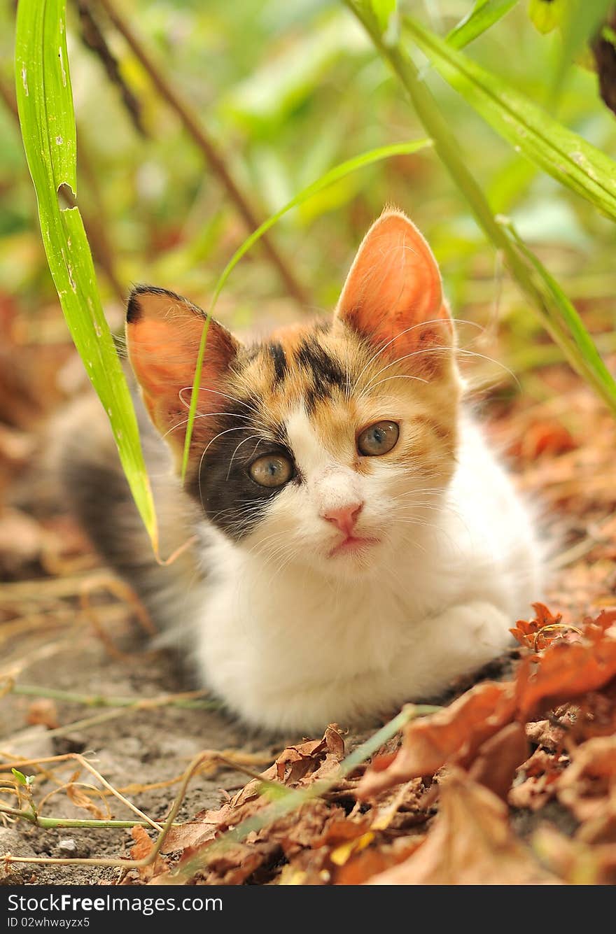 Cat playing on the grass