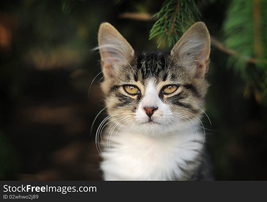 Cat playing on the grass