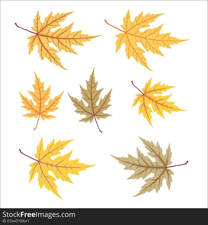 Yellow autumn leaf set