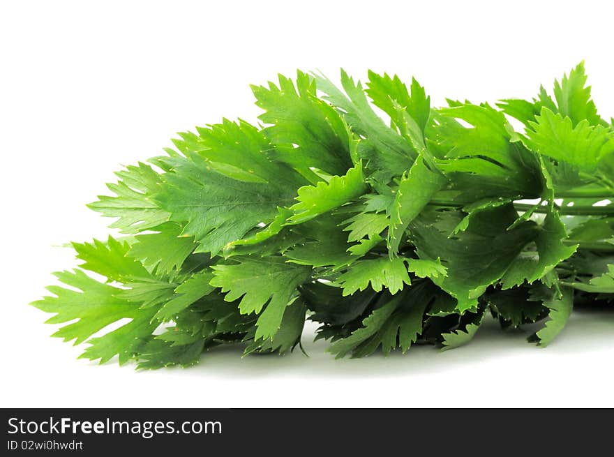 Fresh Green Celery Leaves