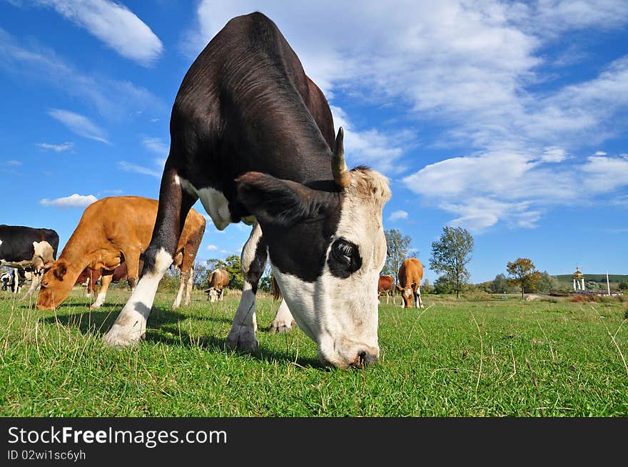 Cow on a summer pasture.