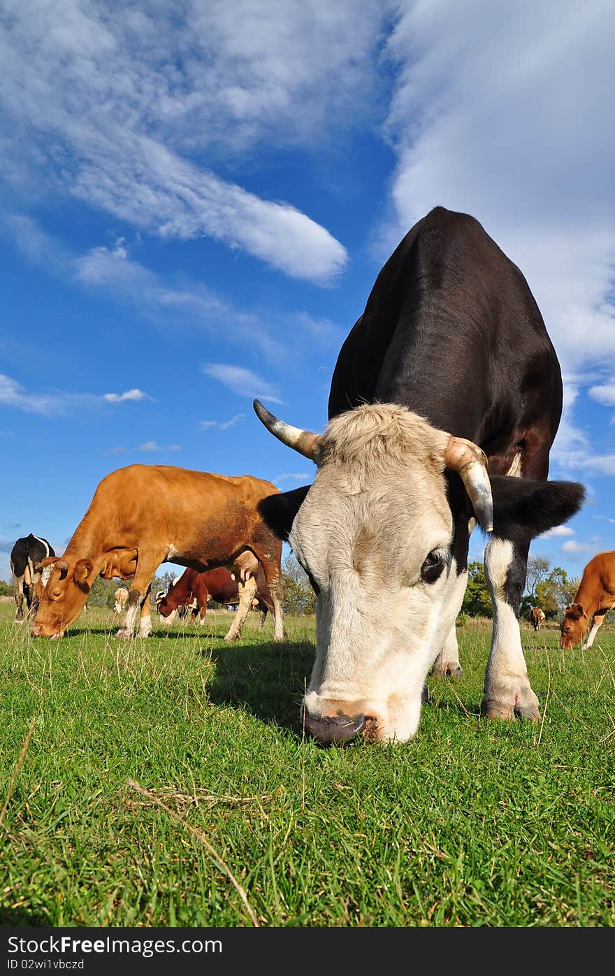 Cow on a summer pasture.