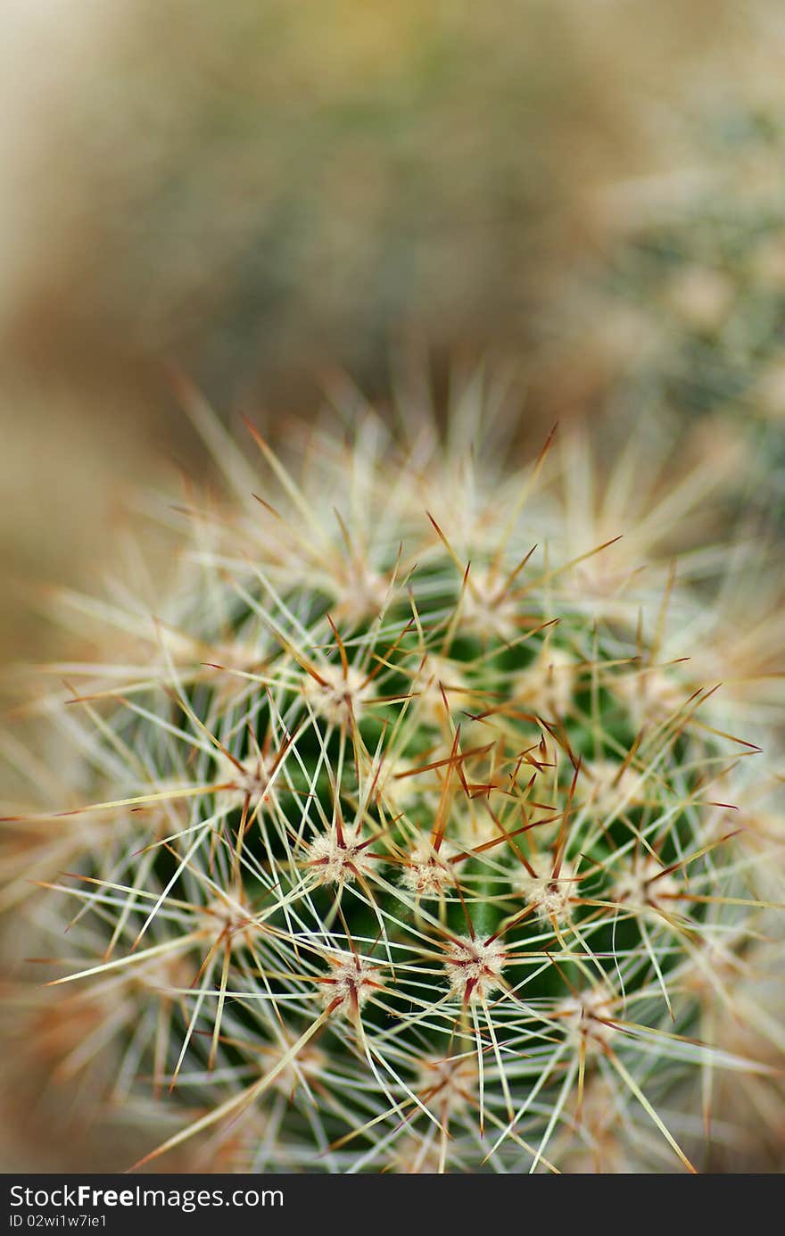 Of prickly cactus, to blur the background, close-up