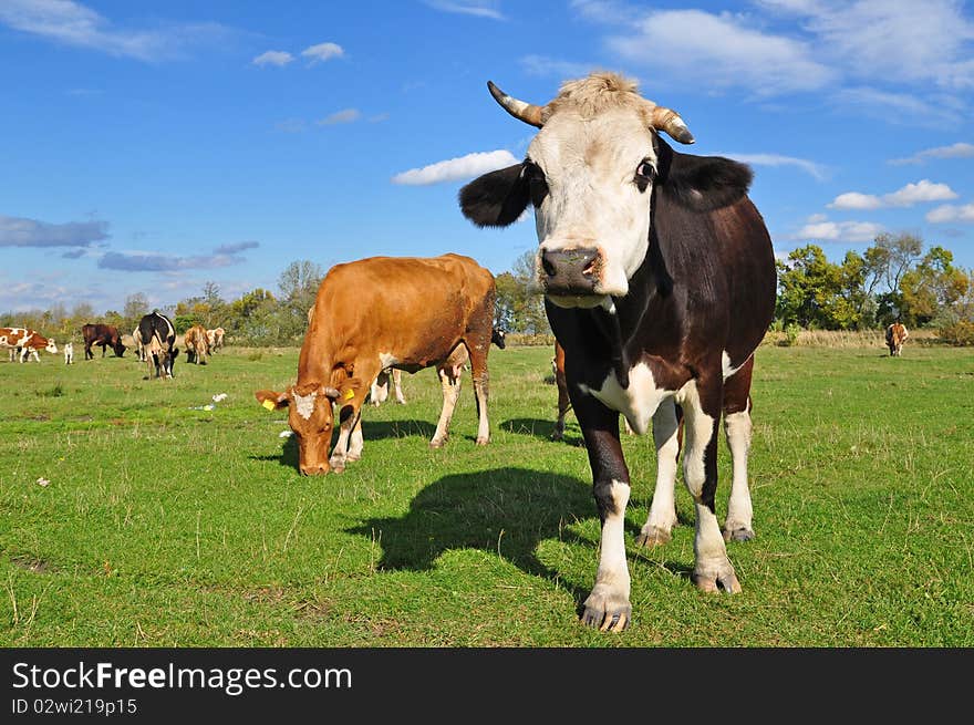 Cows on a summer pasture.