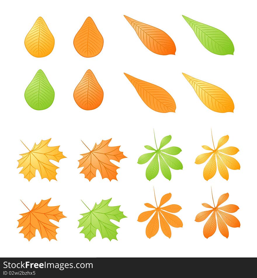 Vector set of different autumn leafs. This is  illustration.