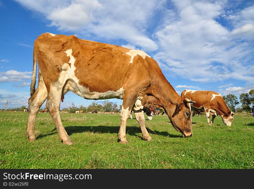 Cows On A Summer Pasture.