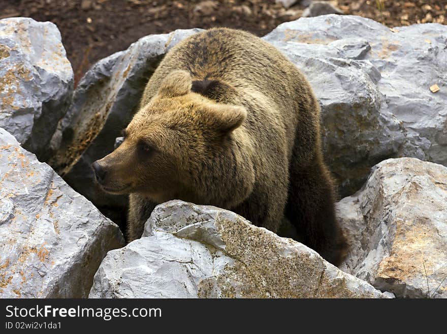 Brown Bear