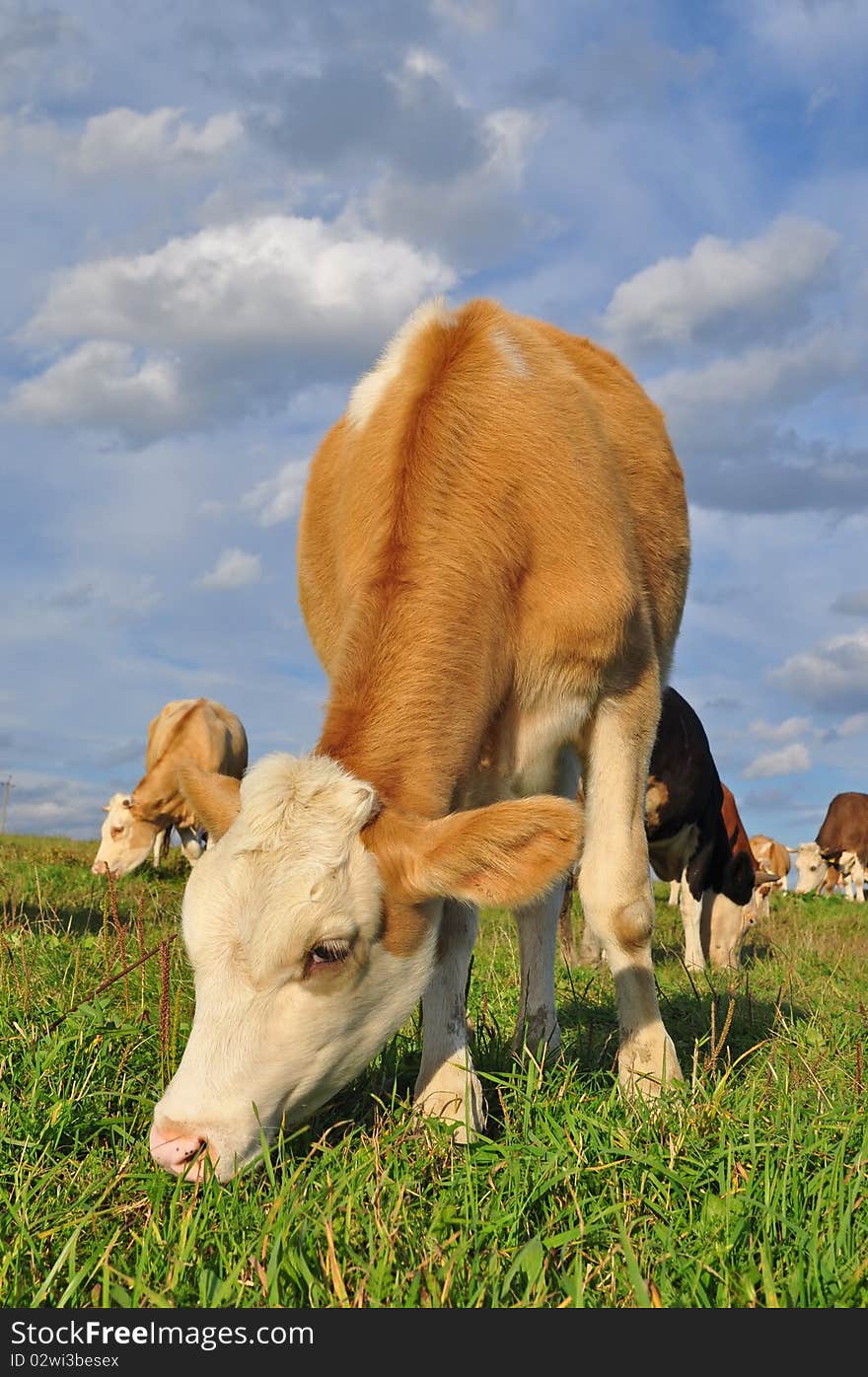 The Calf On A Summer Pasture.