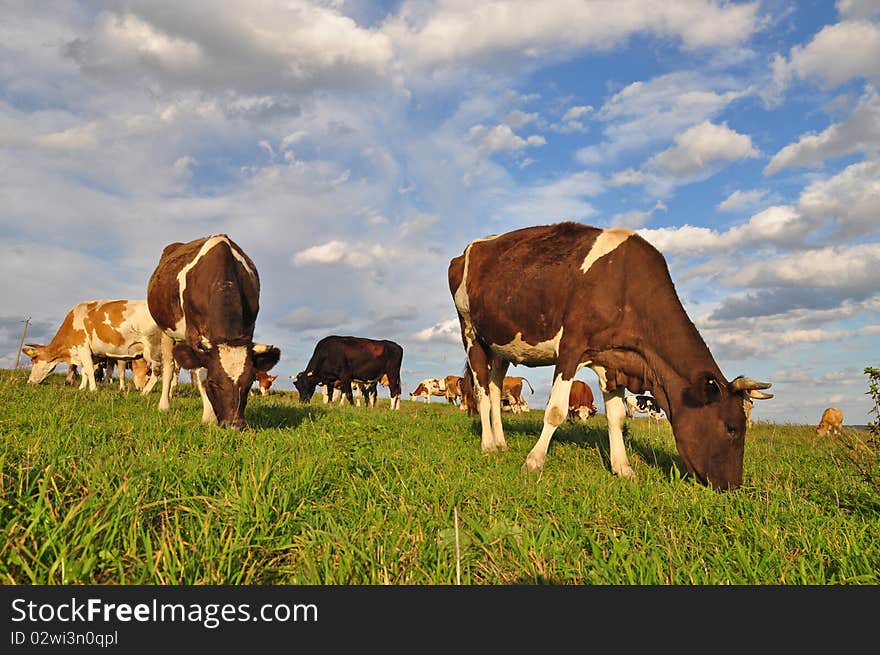 Cows on a summer pasture.