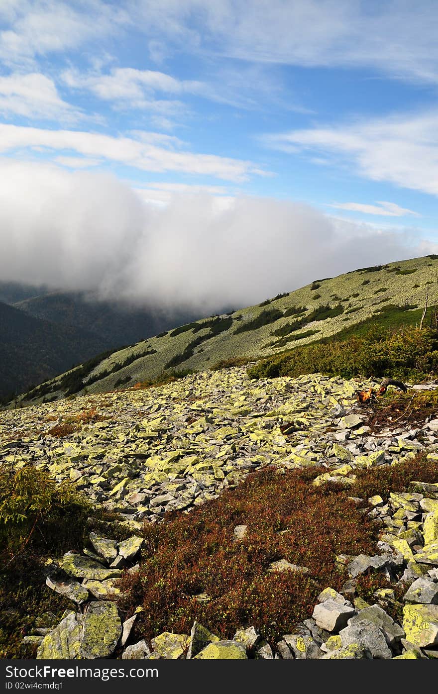 Fog on a hillside.