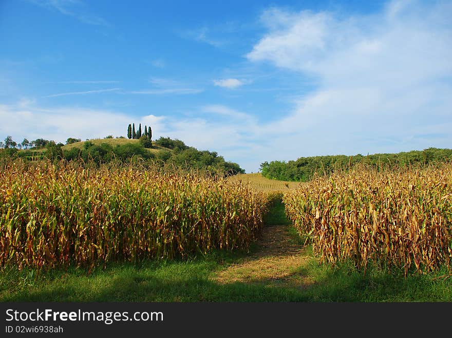 Cornfield by the Mantua Hills