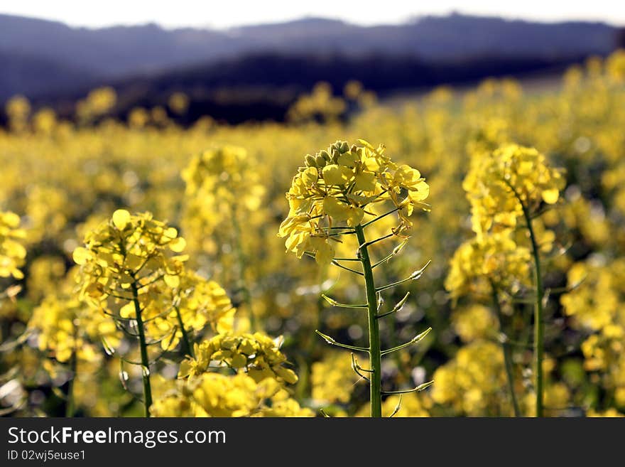 Rape field