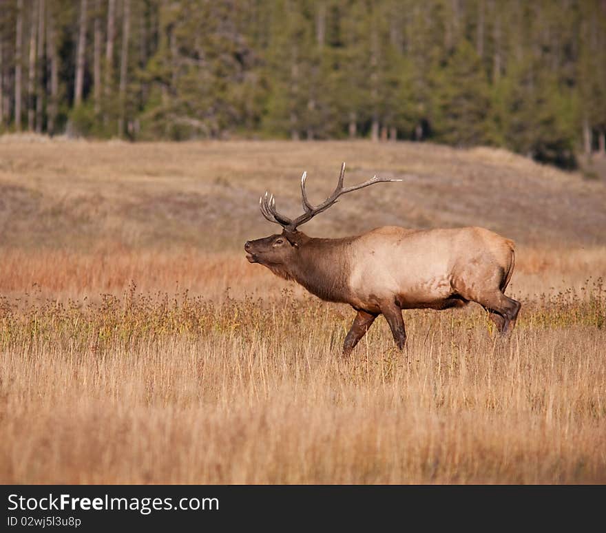 Elk bugling during the fall season