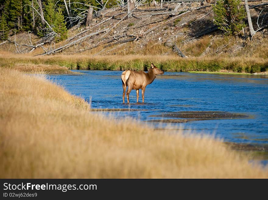 Elk cow during the fall season