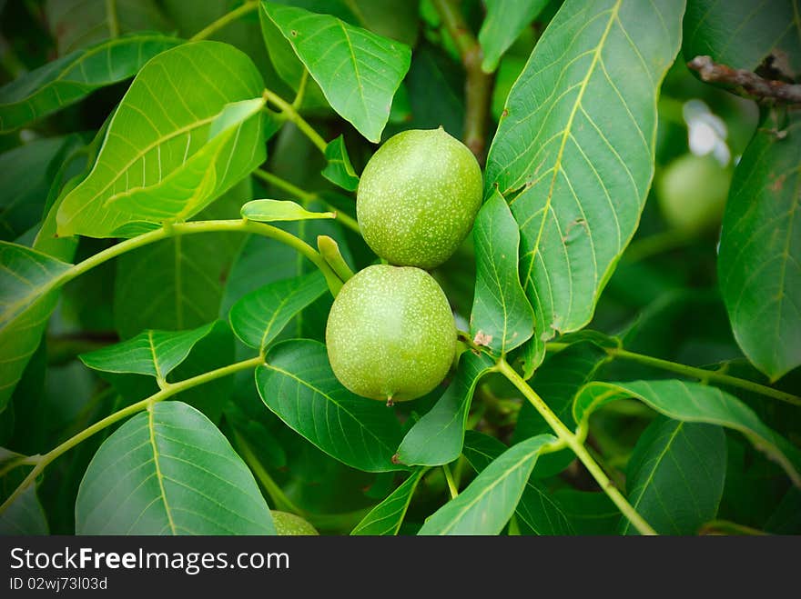 Walnuts keep up on a tree