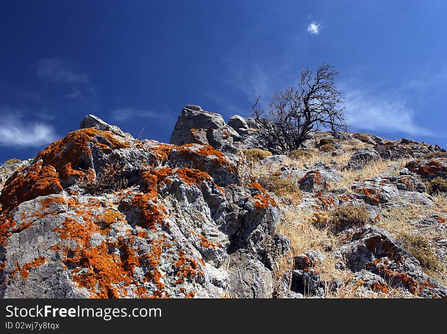 Sear tree on stony hill. Sear tree on stony hill