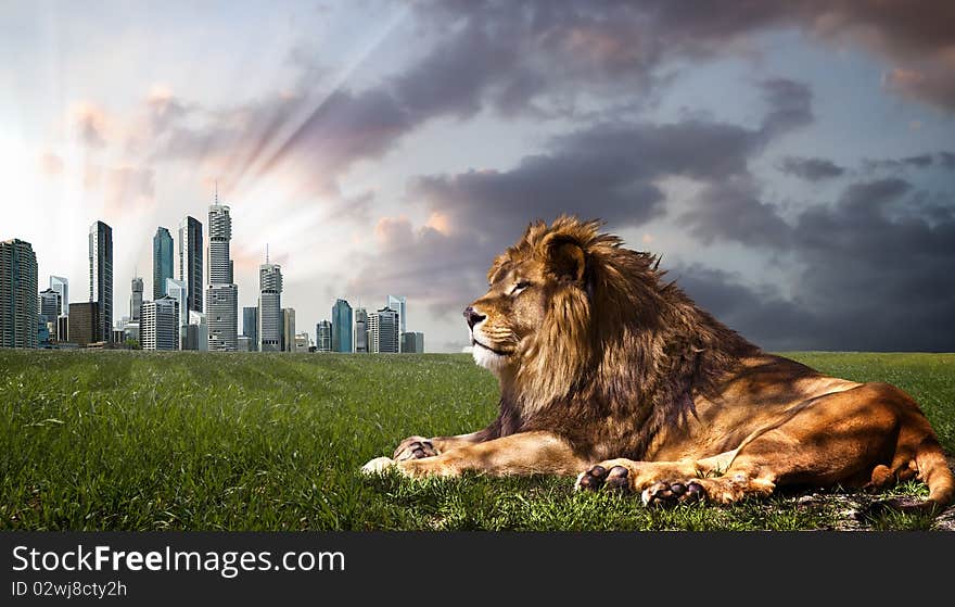 Powerful Lion resting at sunset. The power of nature.