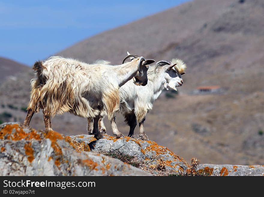 Two white shawl goats on rock