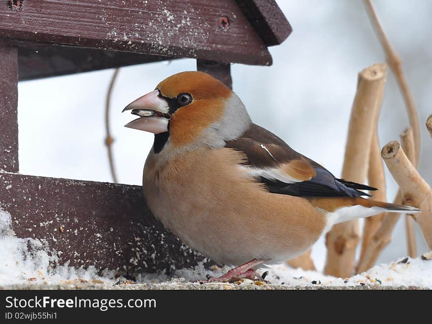 Hawfinch with seed in bill.