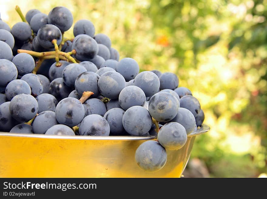 Fresh violet grapes on bawl