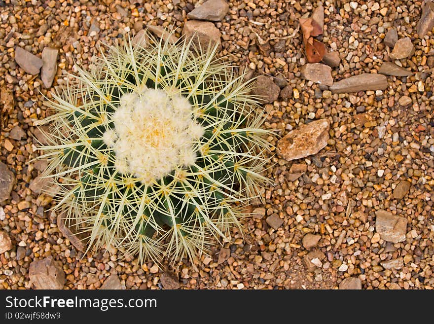 A type of cactus planted on sand. A type of cactus planted on sand