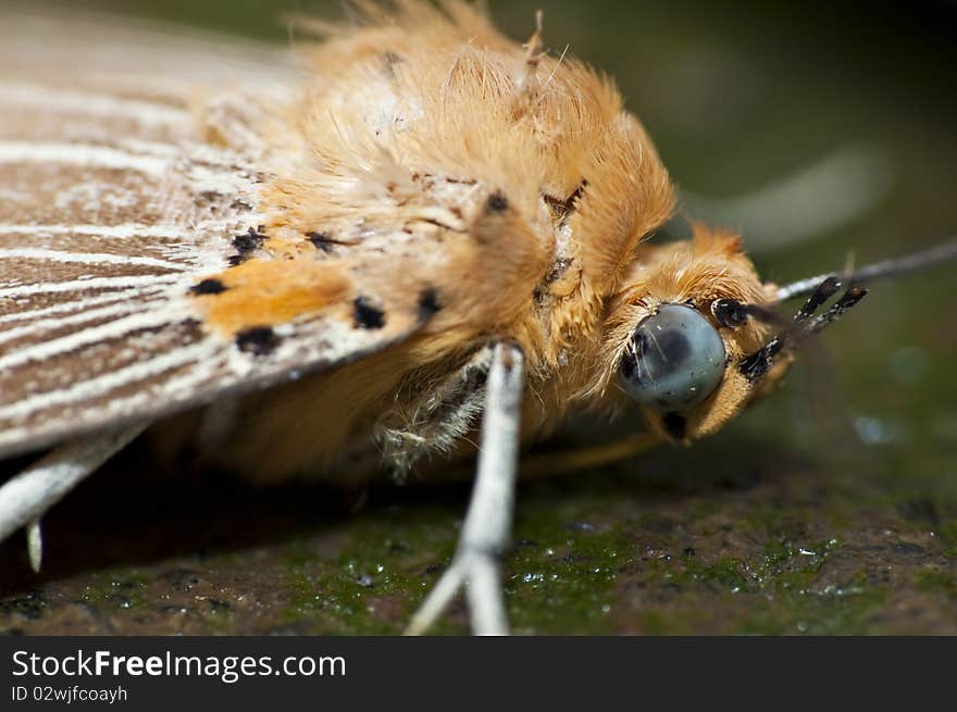 A macro picture of a Moth, Bugs. A macro picture of a Moth, Bugs