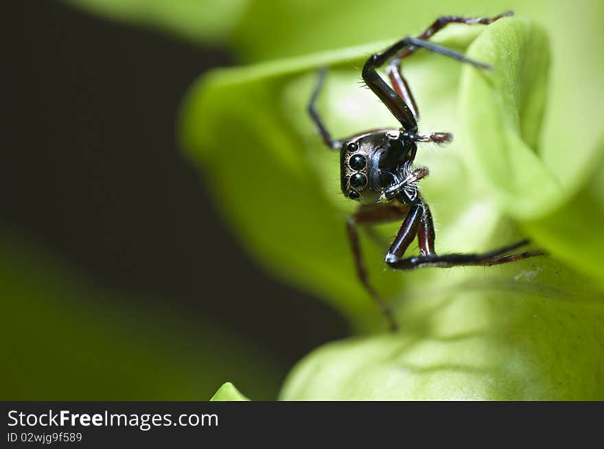 Macro Spider