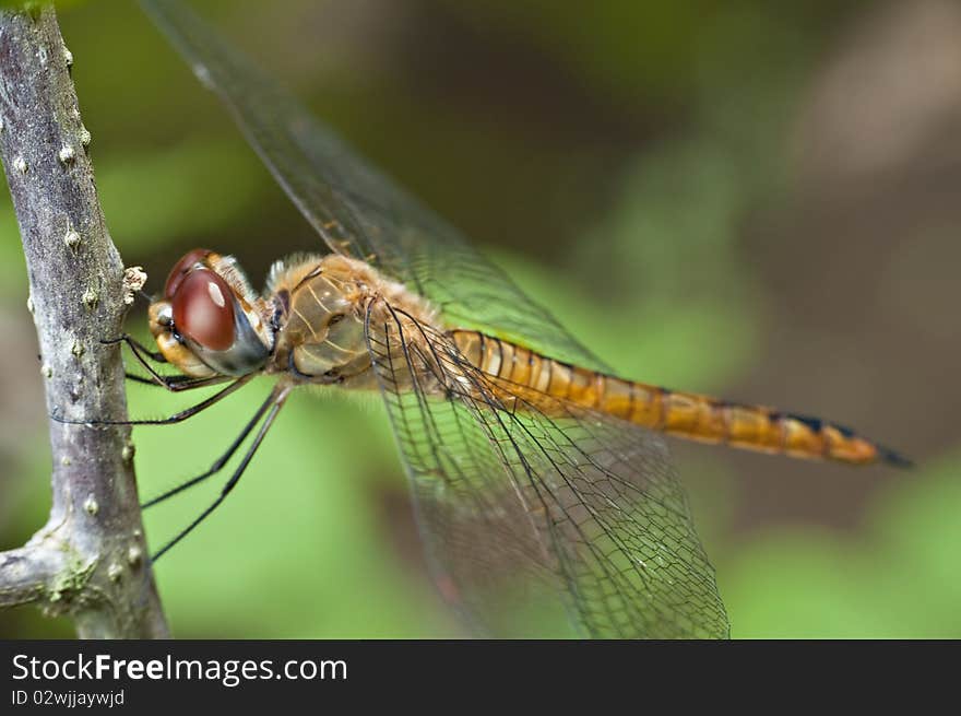 A macro picture of a dragonfly. A macro picture of a dragonfly