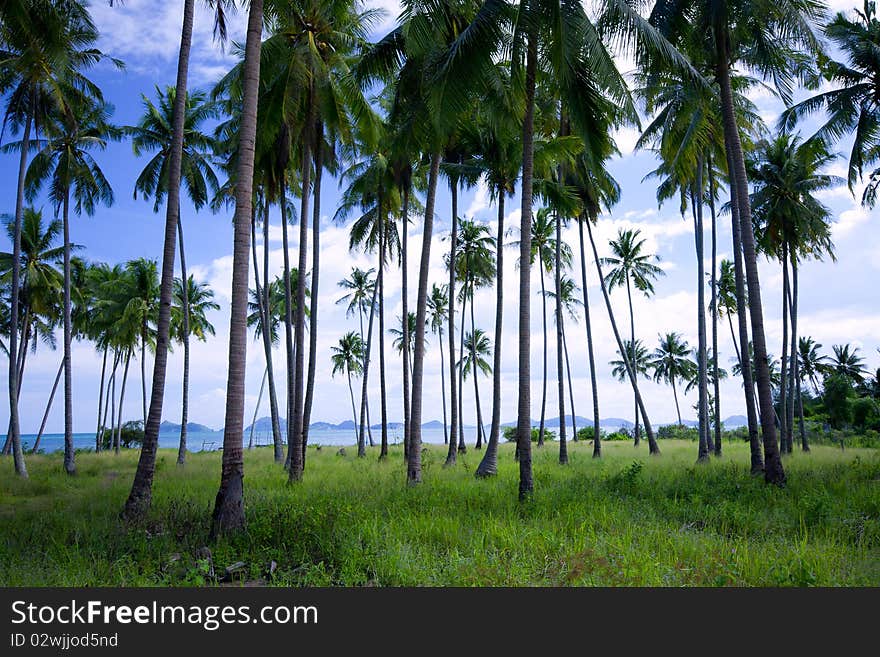 Thousands of coconut