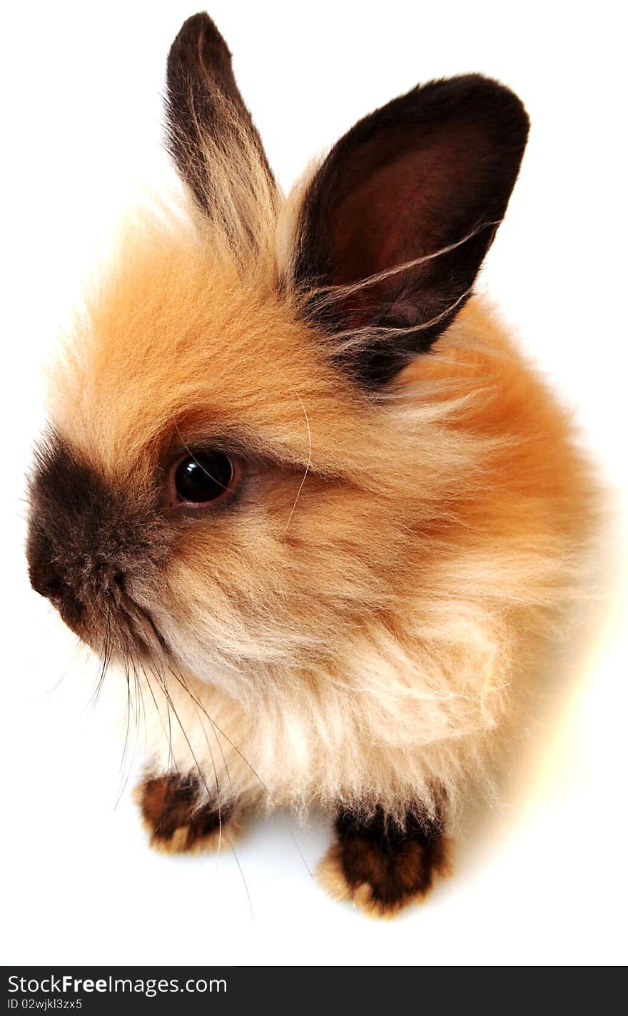 Sweet rabbit on a white background. Sweet rabbit on a white background