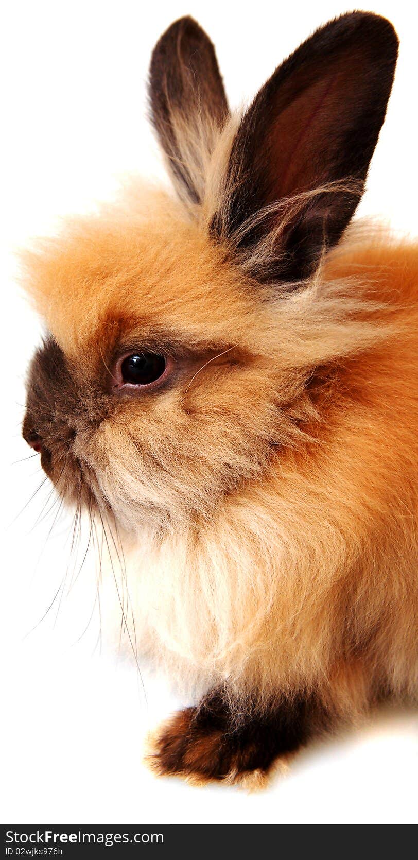 Sweet rabbit on a white background. Sweet rabbit on a white background