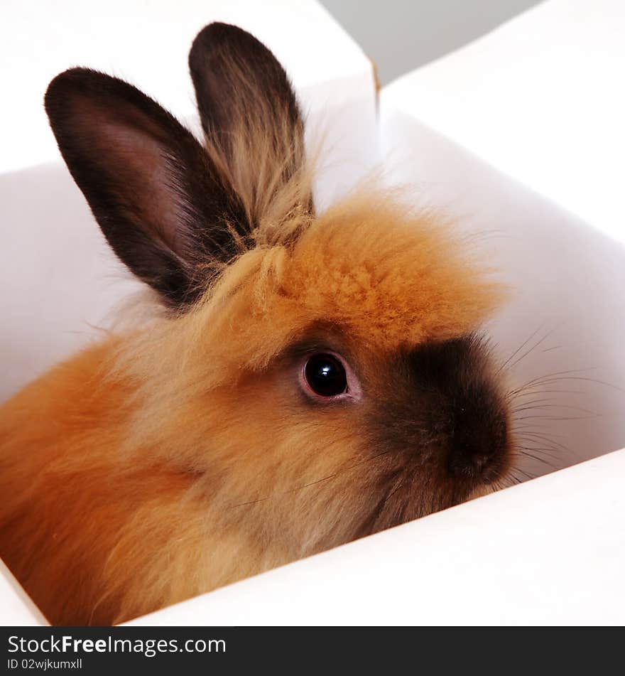 Sweet rabbit on a white background. Sweet rabbit on a white background