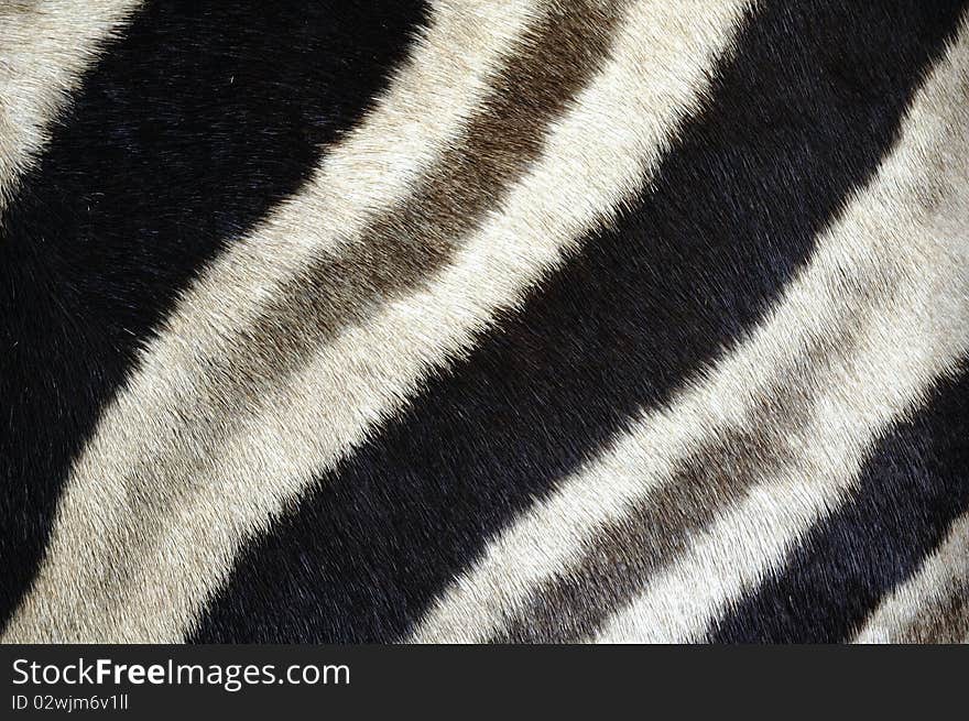 Zebra fur