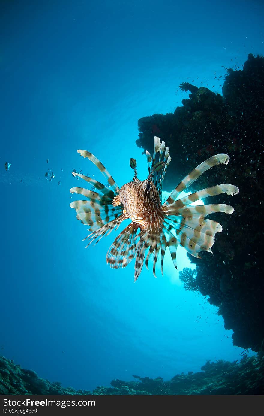 Front low angle view of a Clearfin lionfish (Pterois radiata). Red Sea. Front low angle view of a Clearfin lionfish (Pterois radiata). Red Sea