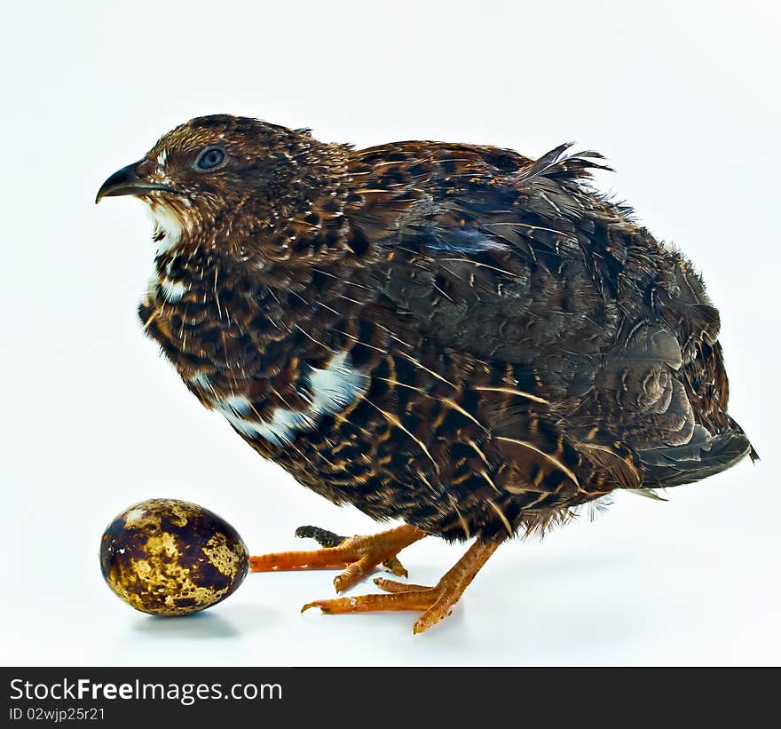 Quail with its egg