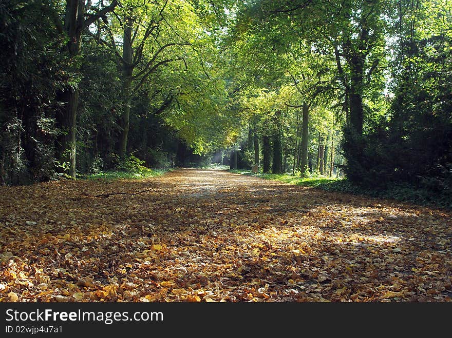 Autumn alley from trees and dropped leaves