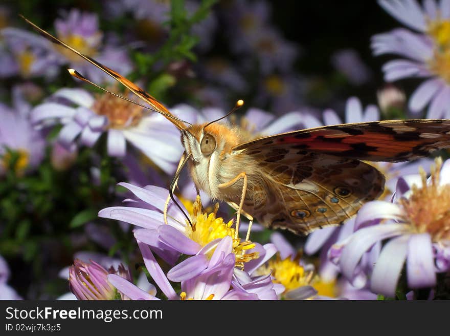 Painted Lady butterfly, Vanessa cardui - close-up